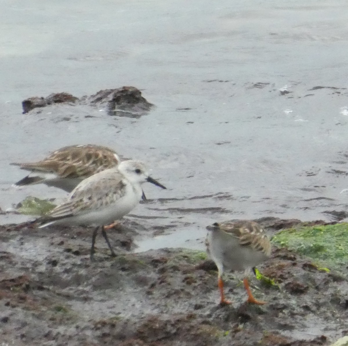 Sanderling - ML647099731