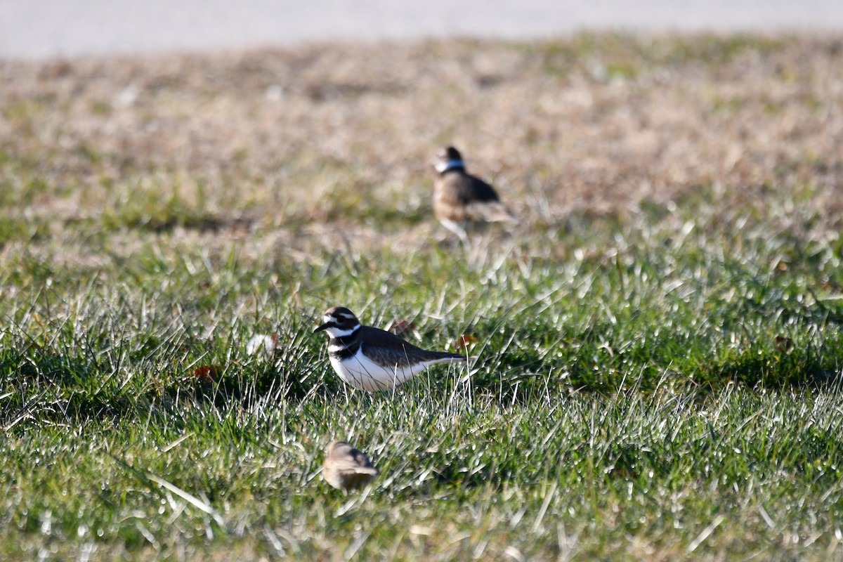 Killdeer - ML647099732