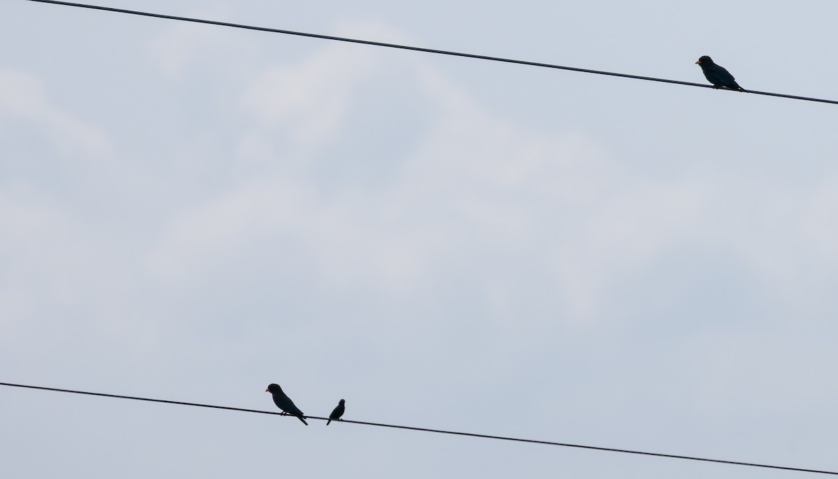 ブッポウソウ - ML647099733