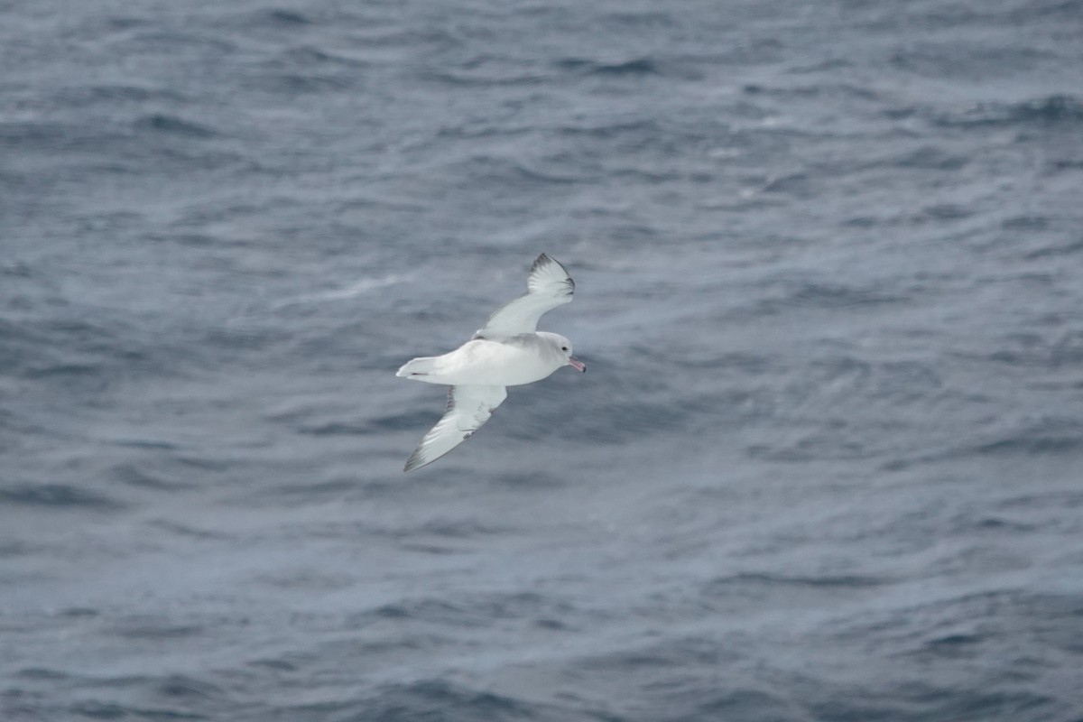 ギンフルマカモメ - ML647099736