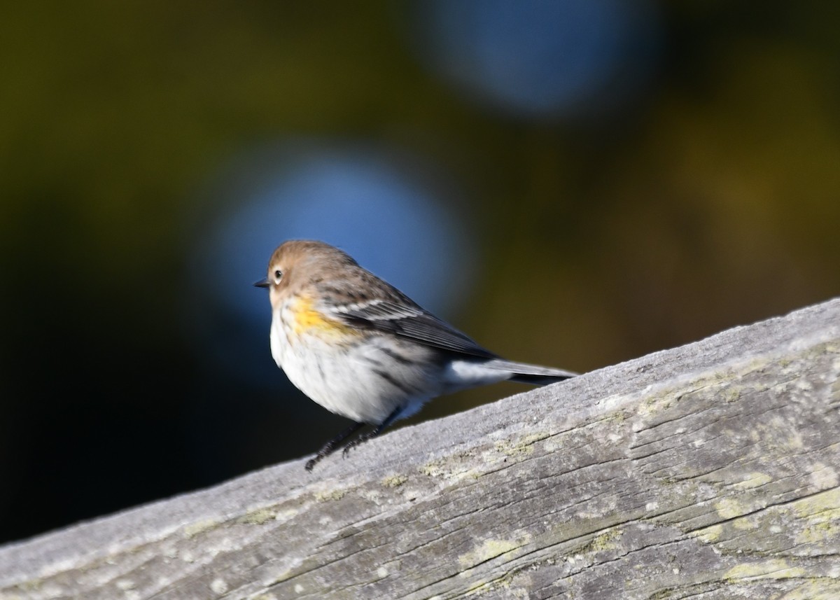 Yellow-rumped Warbler - ML647099746