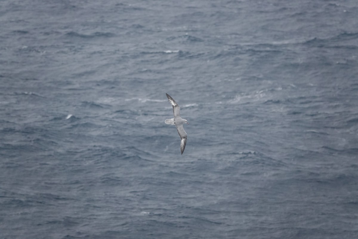 ギンフルマカモメ - ML647099748