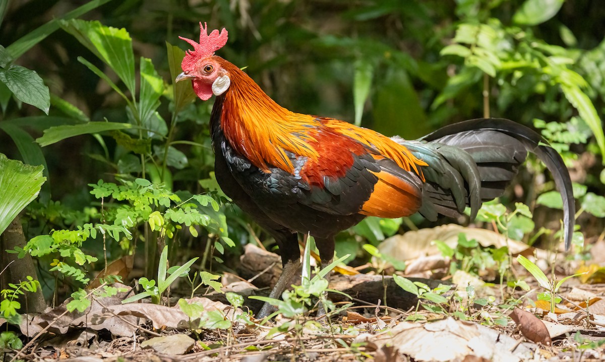 Red Junglefowl - ML647099753