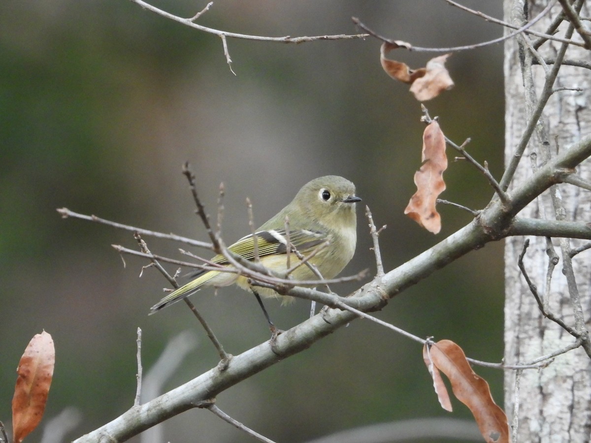 Ruby-crowned Kinglet - ML647099764