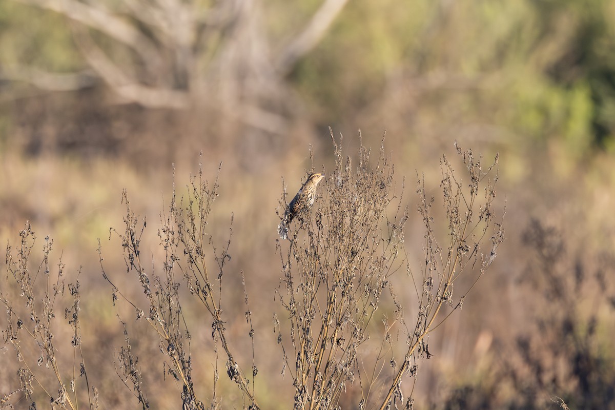 vlhovec červenokřídlý - ML647099765