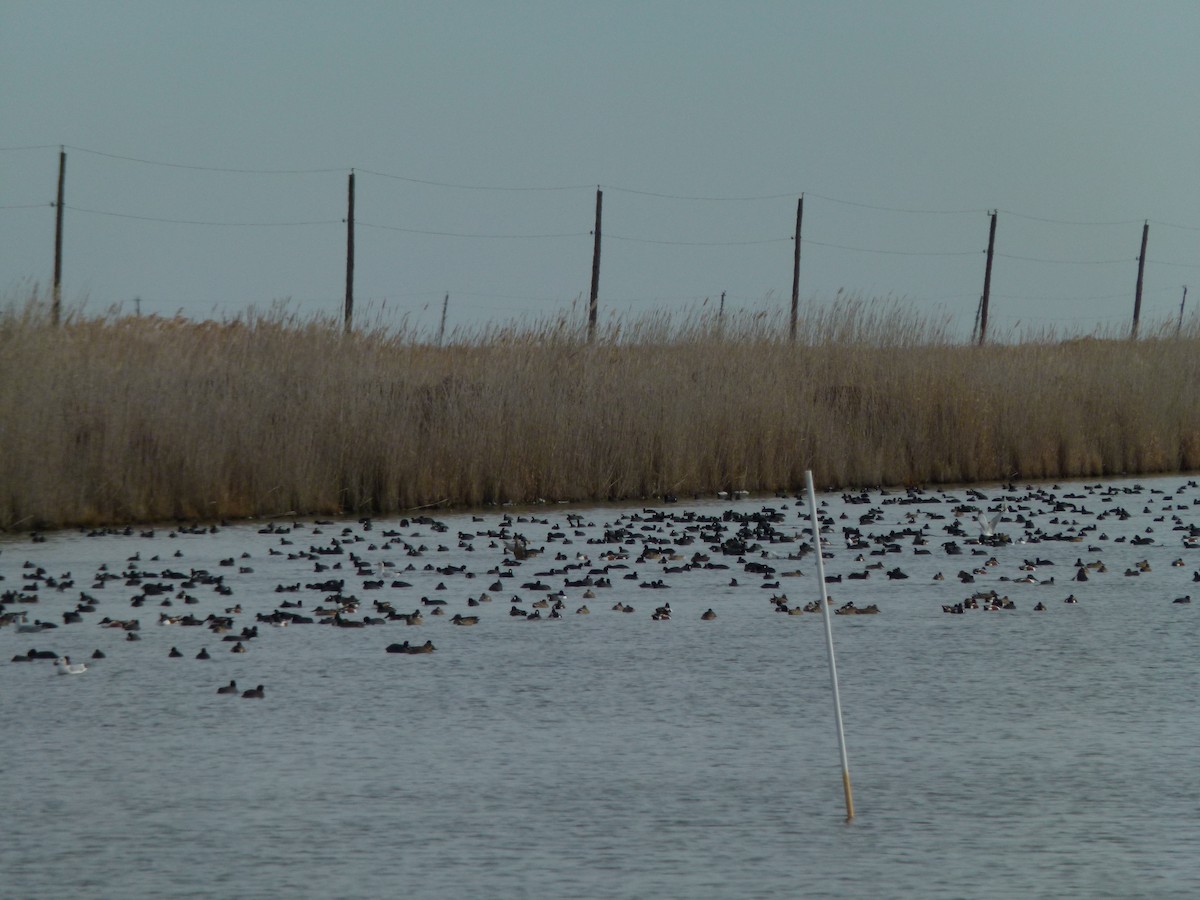 Mestolone - ML647099772