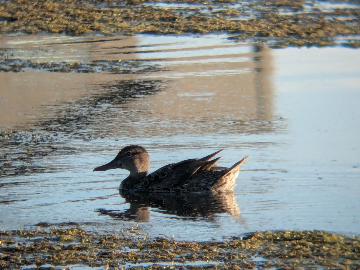 Blauflügelente - ML647099775