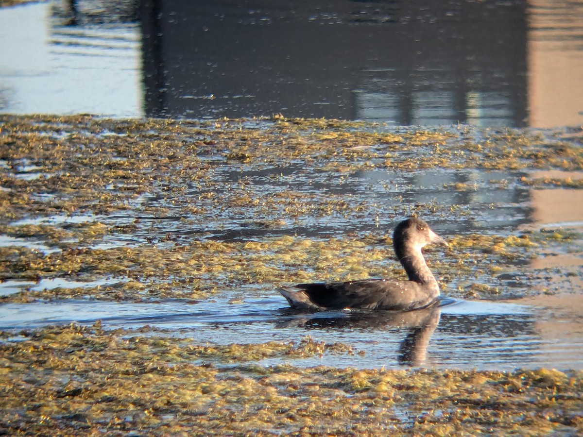 Indianerblässhuhn - ML647099785