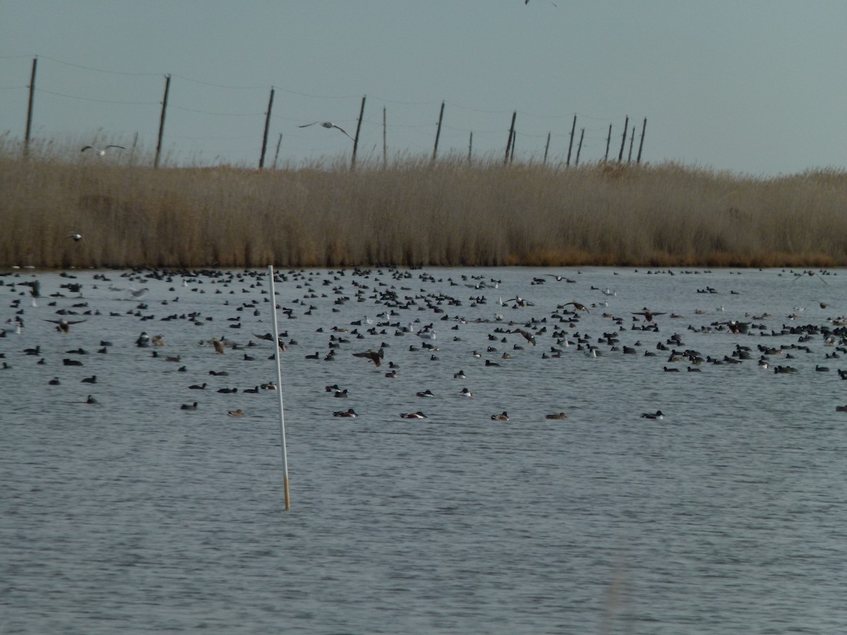 Mestolone - ML647099786