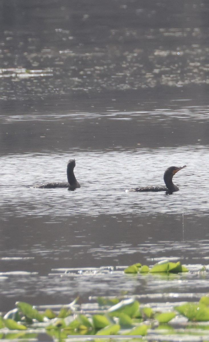 Double-crested Cormorant - ML647099787