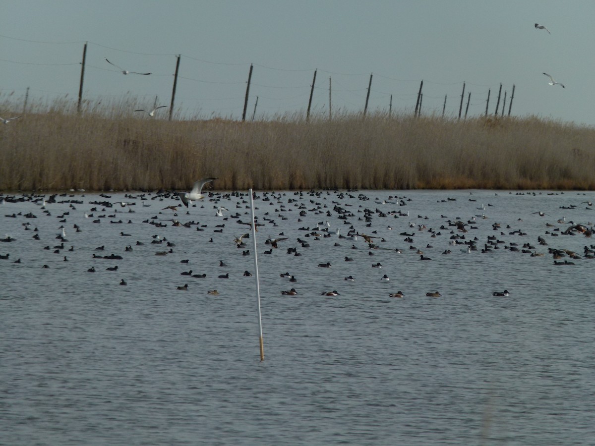 Mestolone - ML647099788