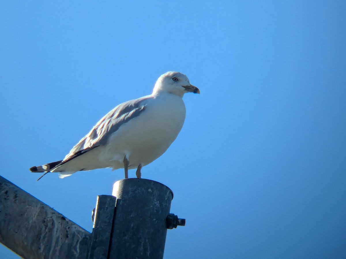 Ringschnabelmöwe - ML647099789