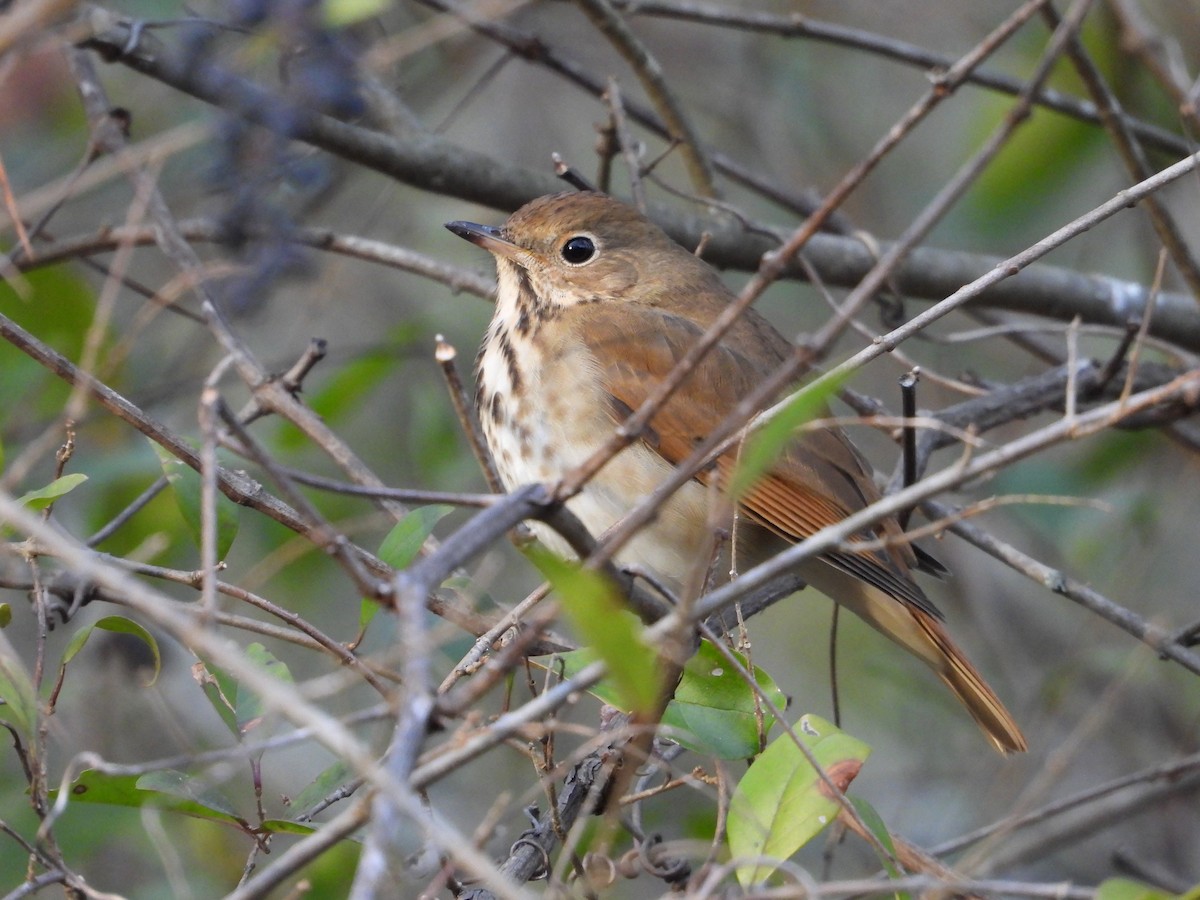 Hermit Thrush - ML647099790