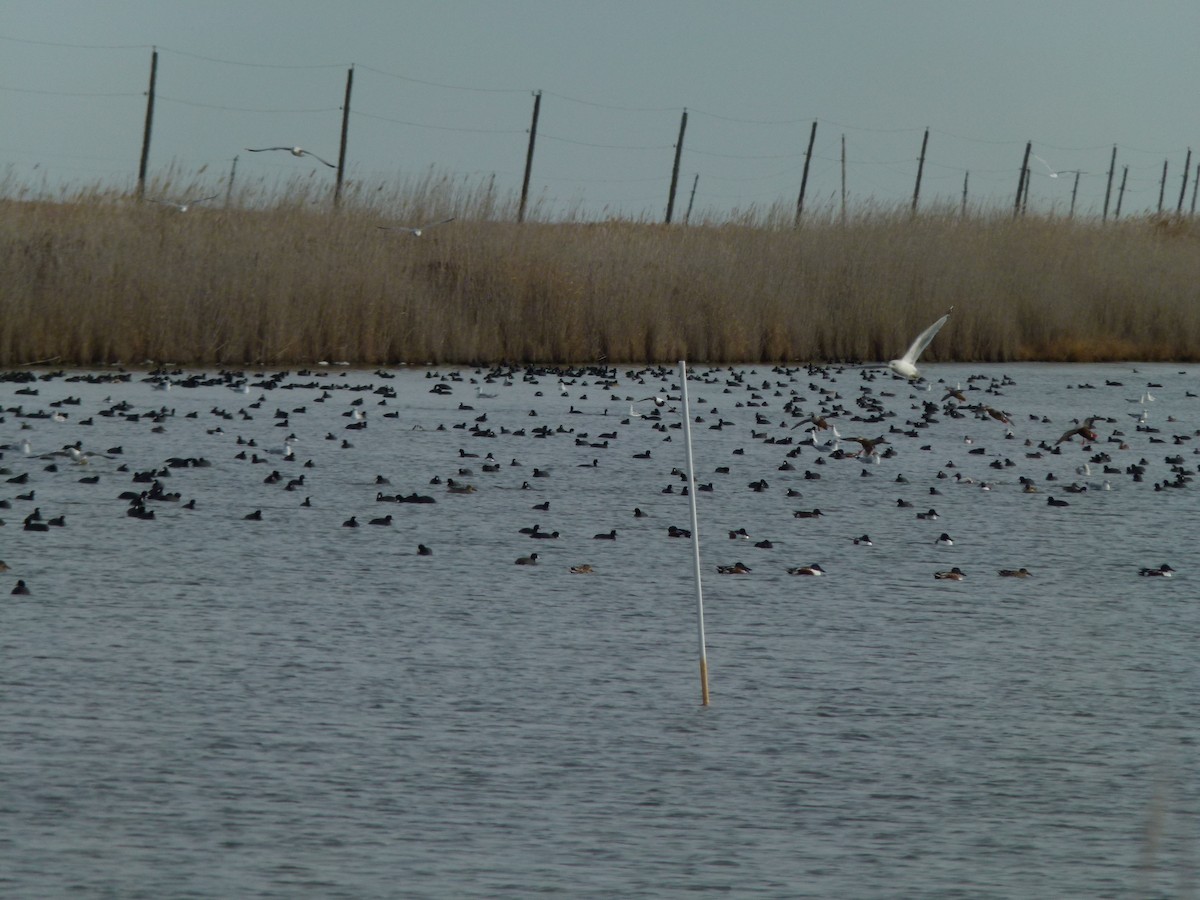 Mestolone - ML647099792