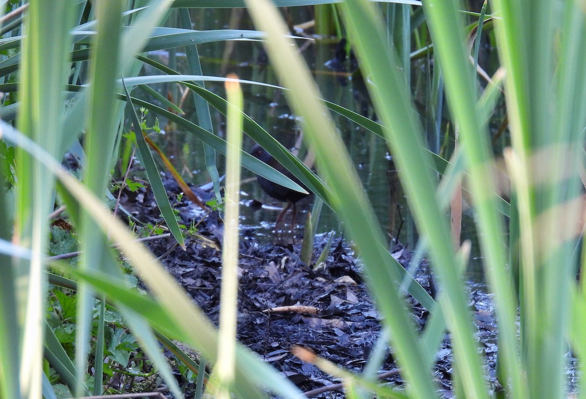 Spotless Crake - ML647099793