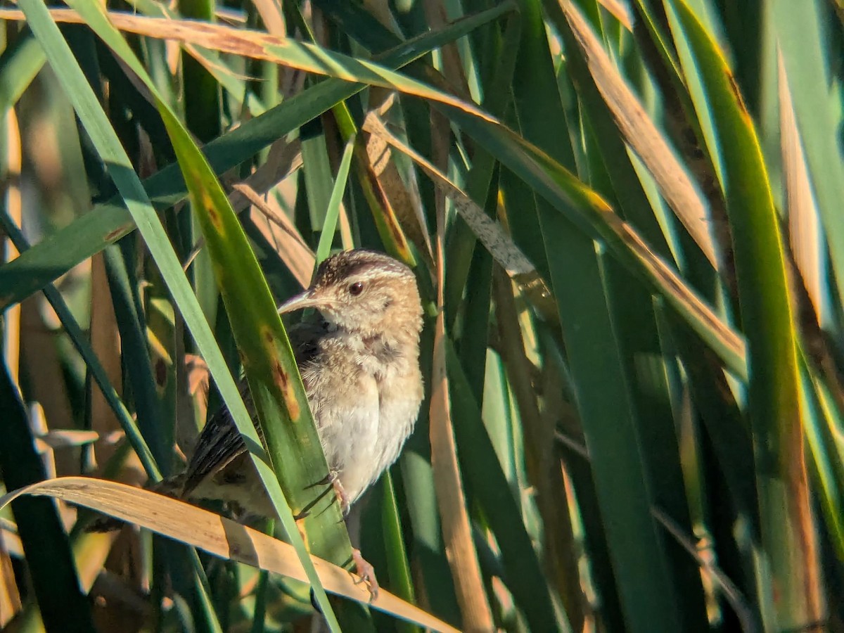 Sumpfzaunkönig - ML647099797