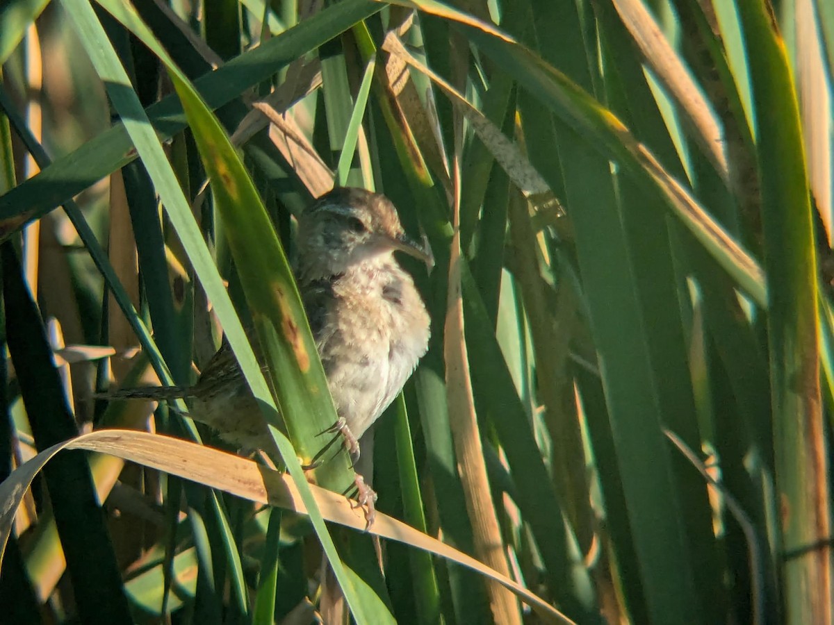 Sumpfzaunkönig - ML647099800