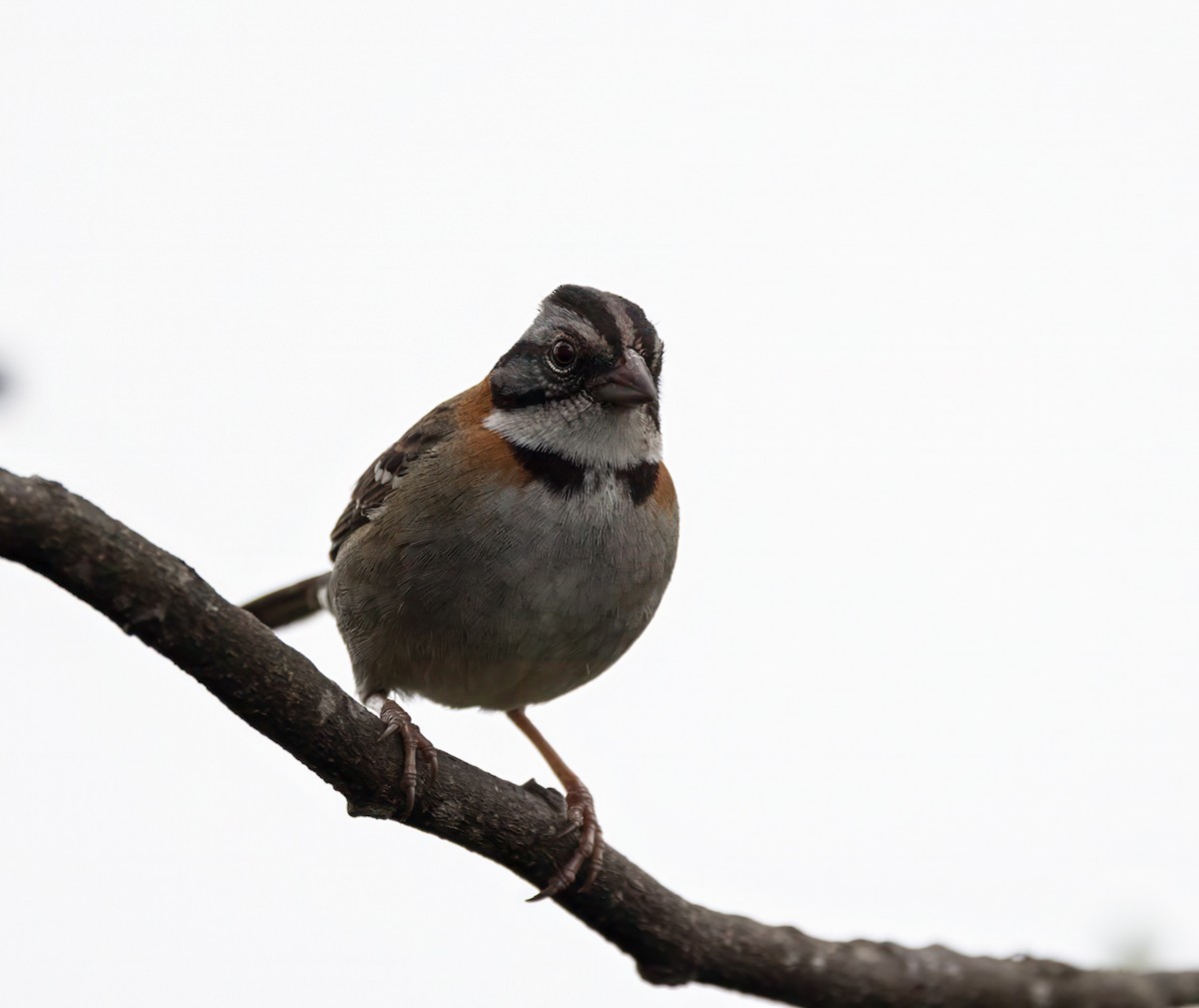 アカエリシトド - ML647099804