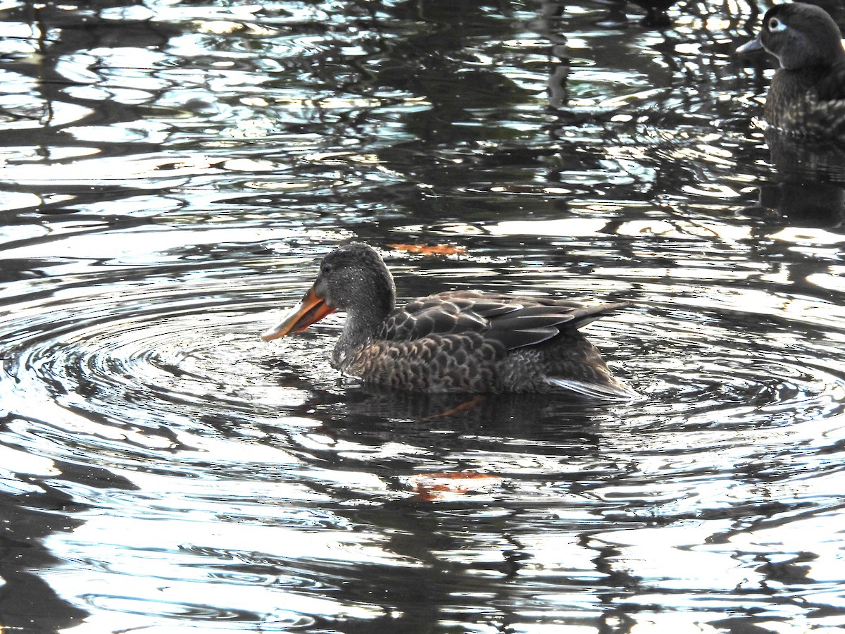 Mestolone - ML647099806