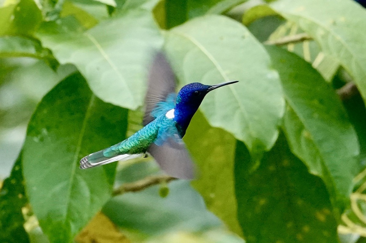 White-necked Jacobin - ML647099809