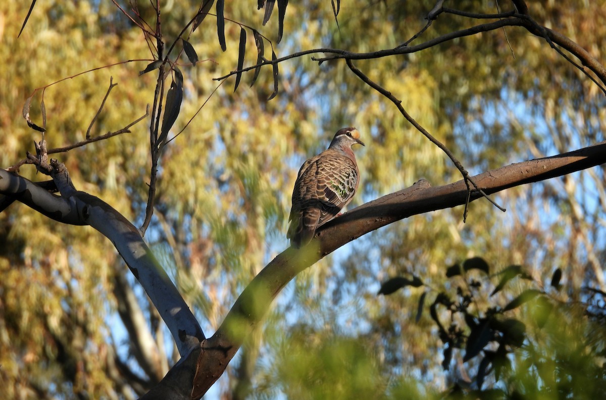 Colombine lumachelle - ML647099815