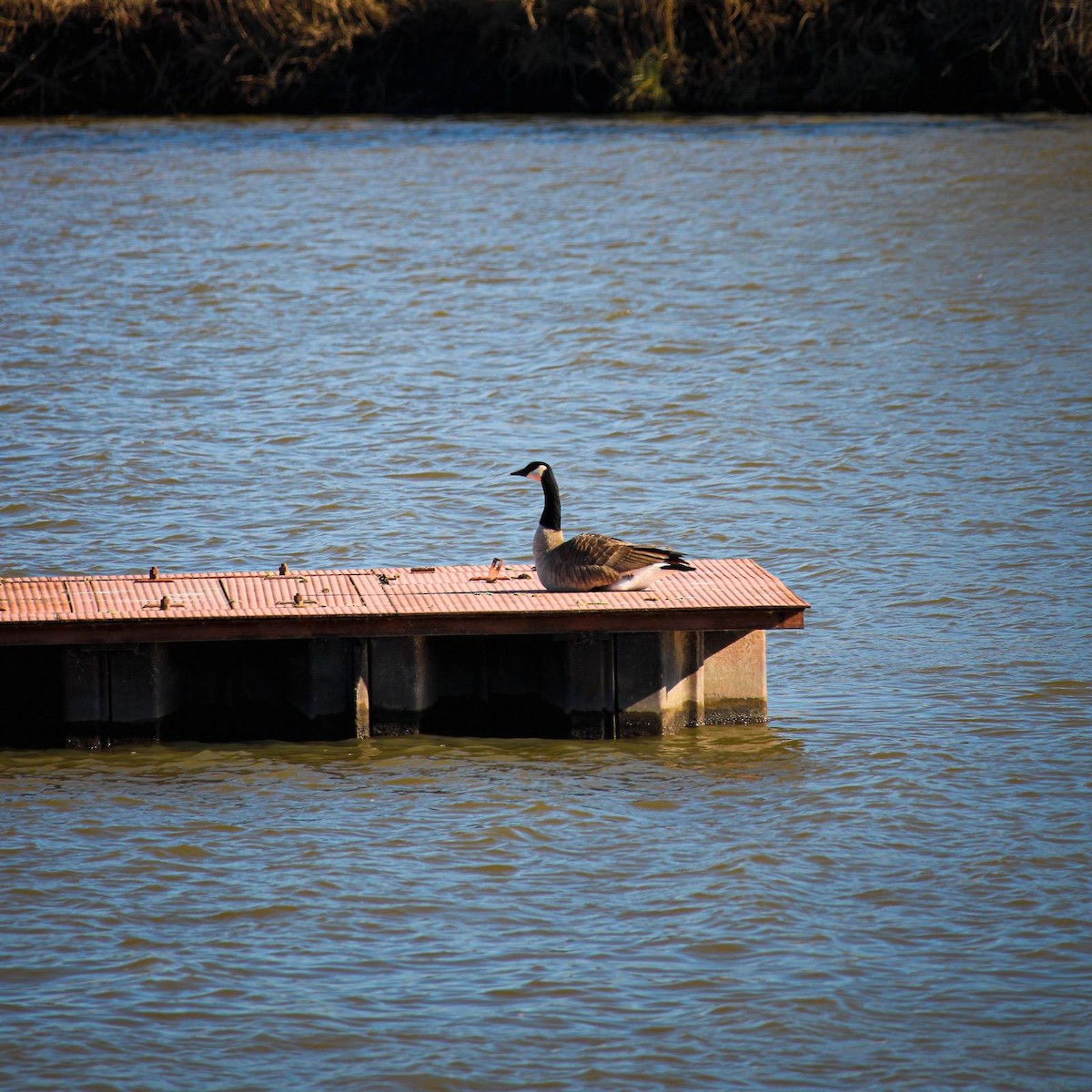 ברנטה קנדית - ML647099818