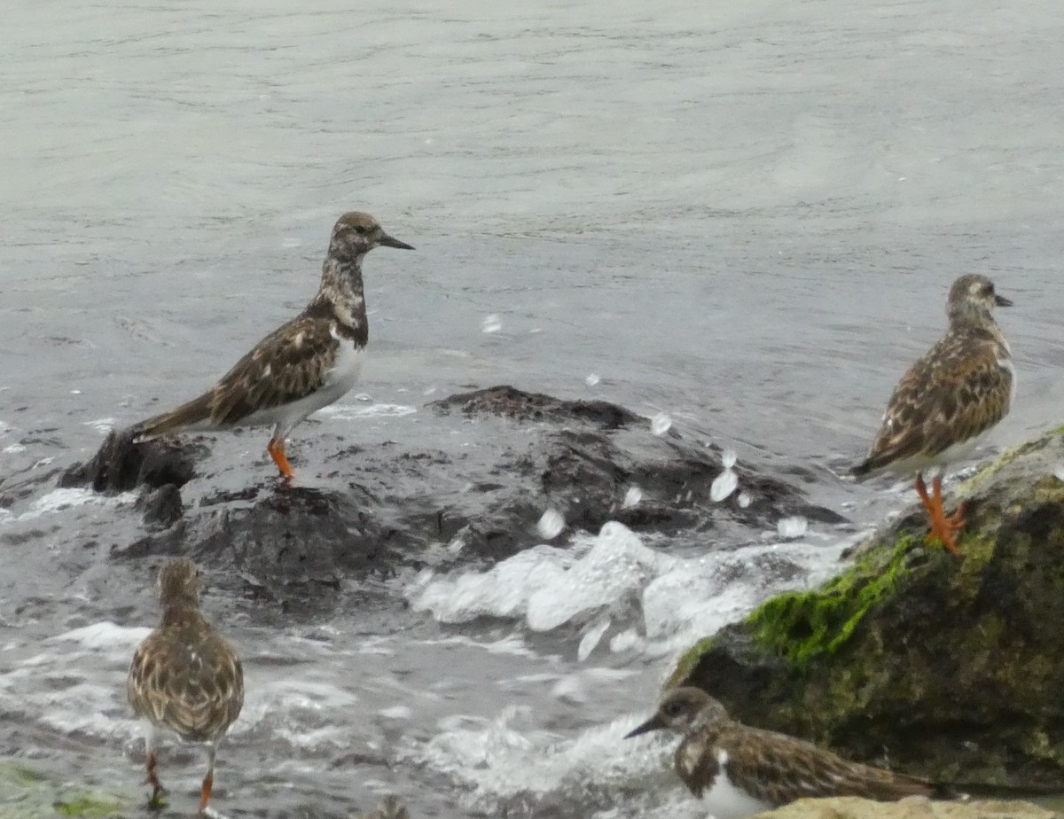 Voltapietre - ML647099819