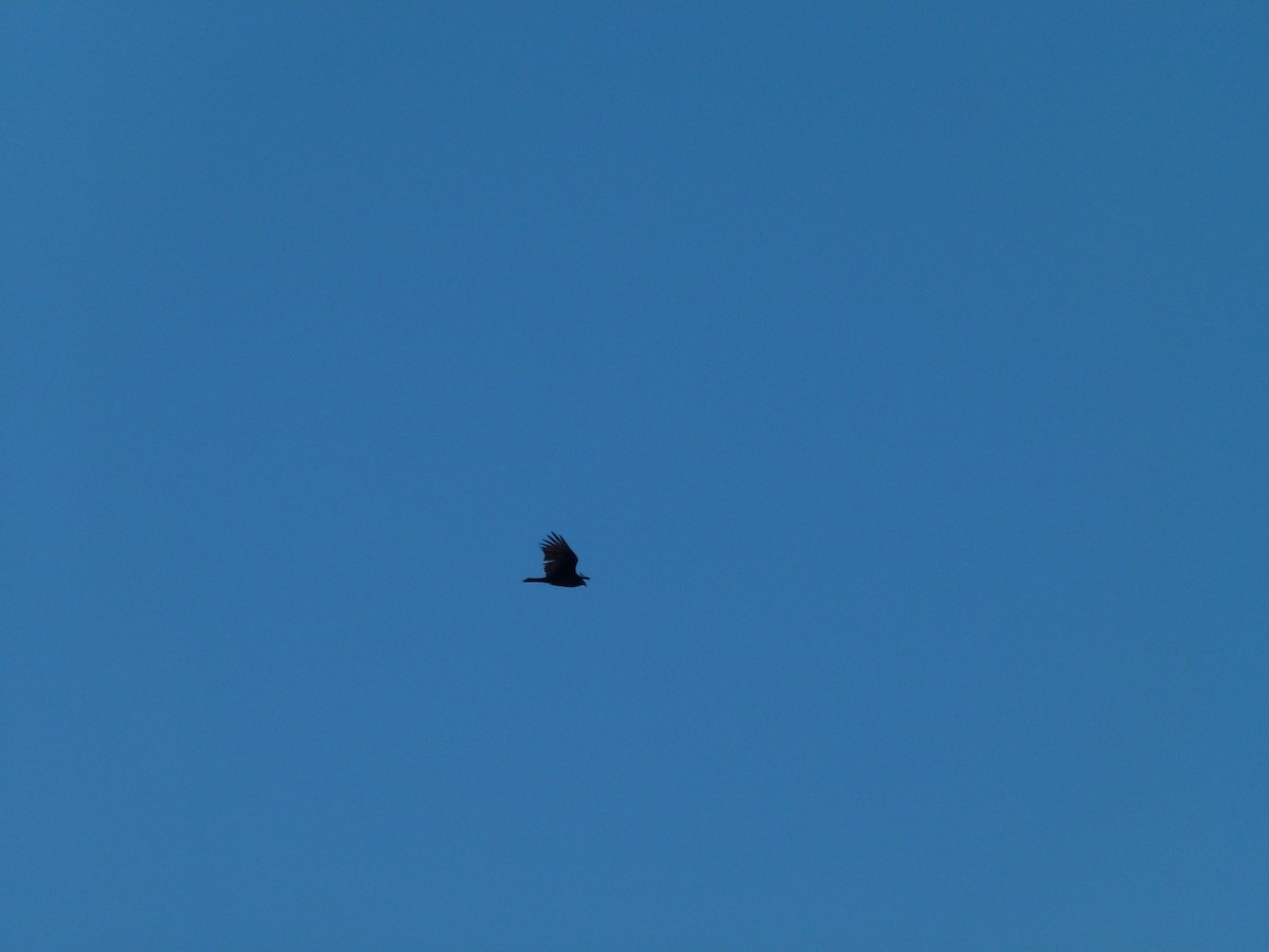 Turkey Vulture - ML647099830