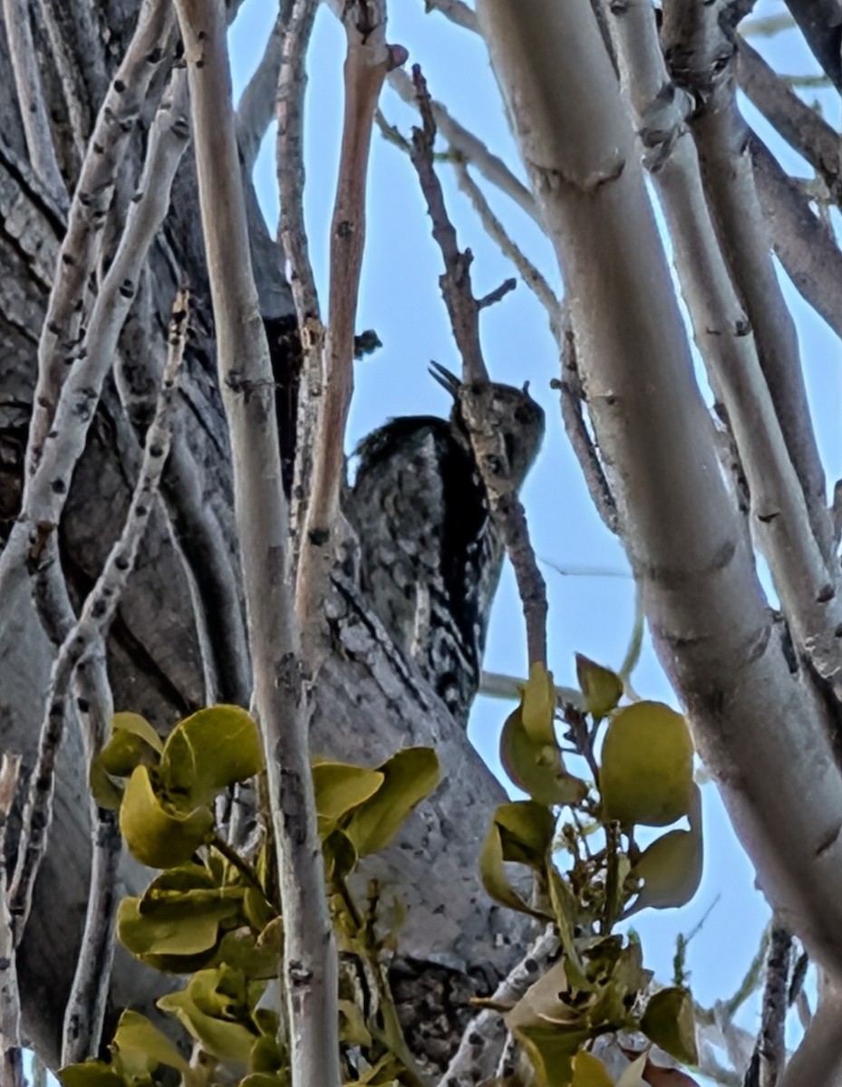 Red-naped Sapsucker - ML647099831