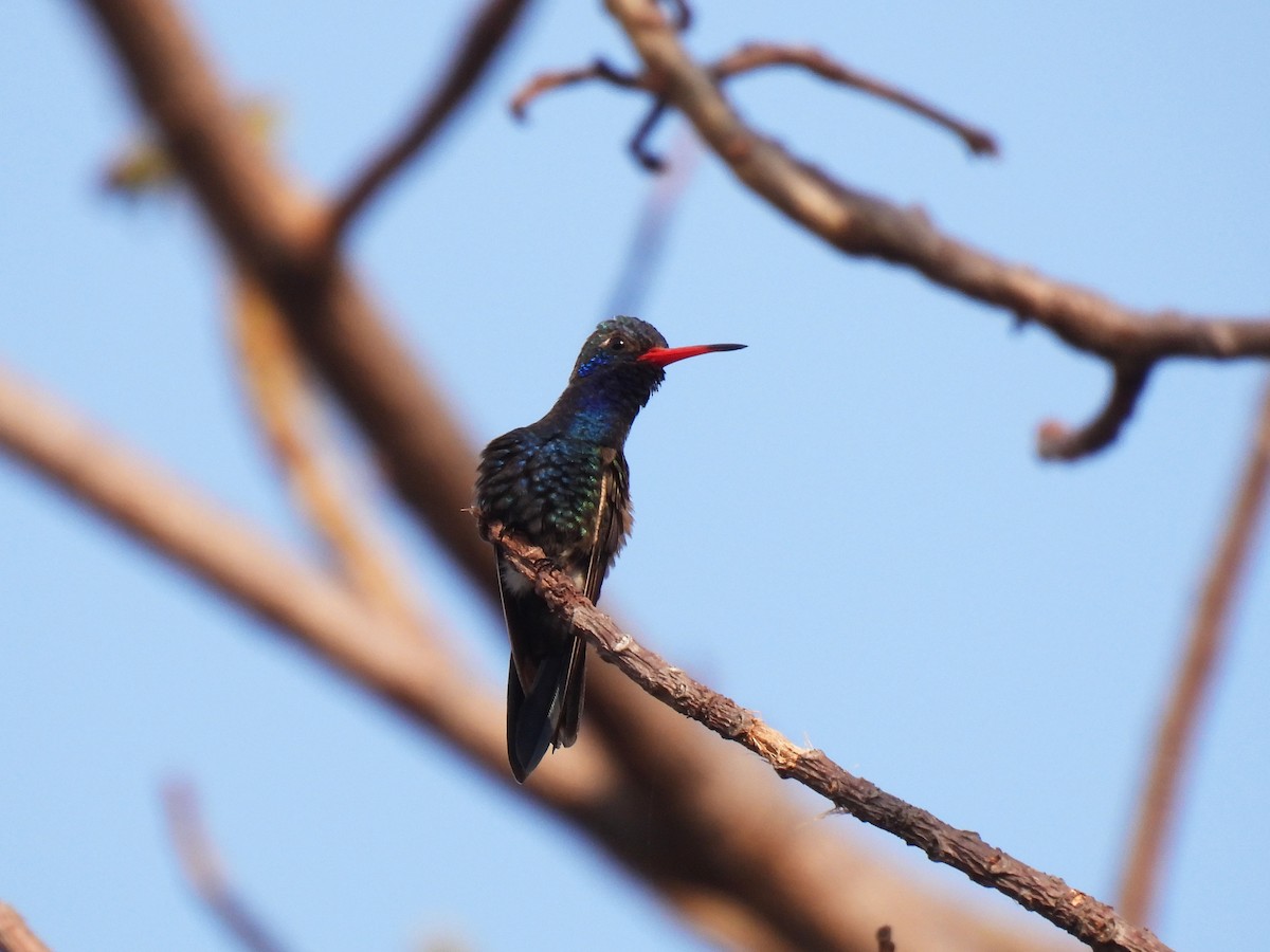 Цинантус бірюзовоголовий - ML647099832