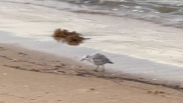 Sanderling - ML647099842