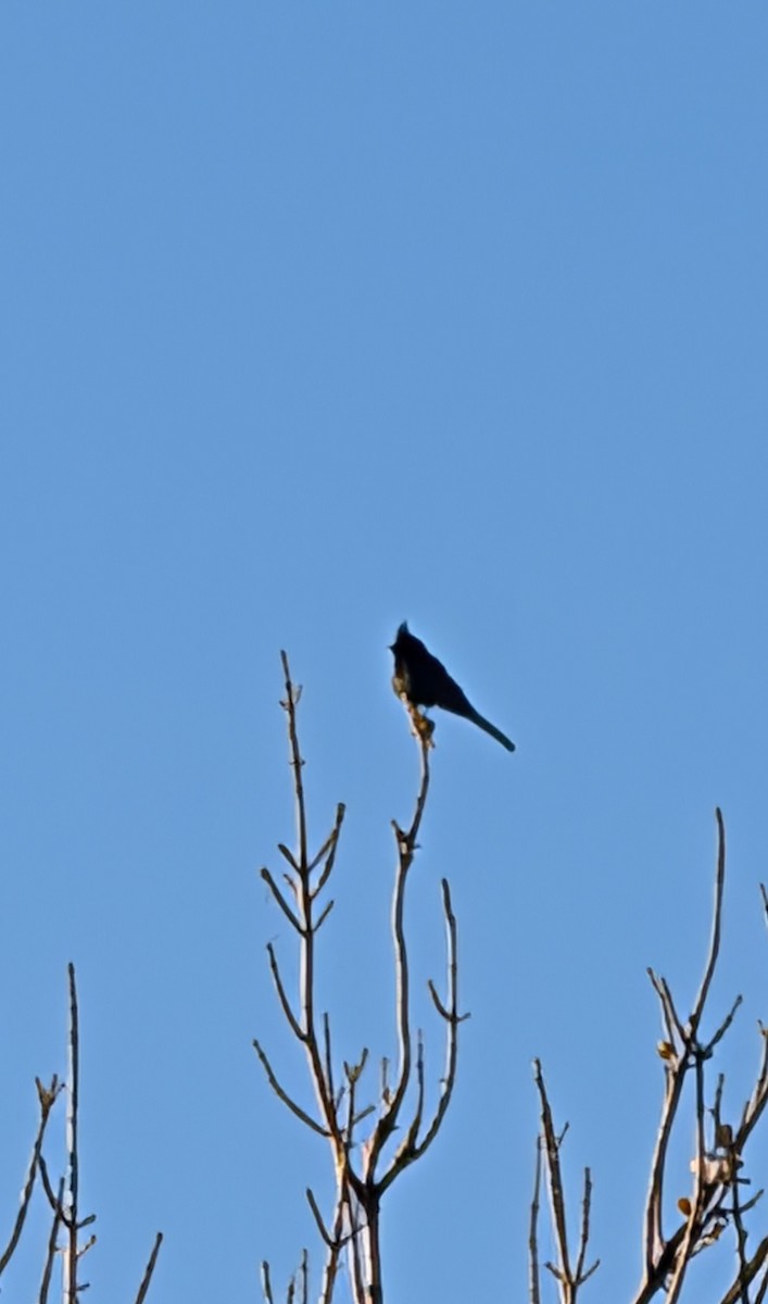 Phainopepla - ML647099866