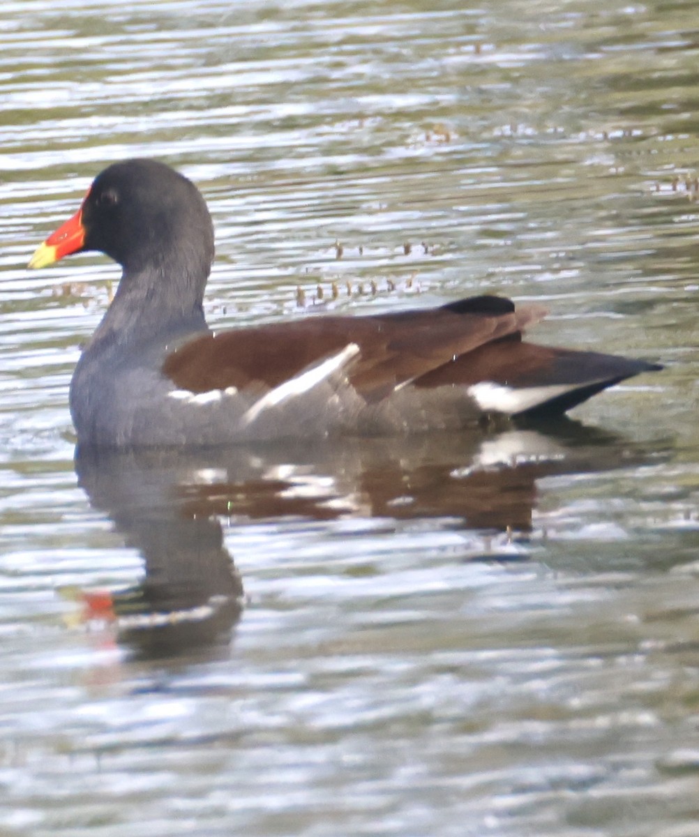 Курочка латиноамериканська - ML647099890