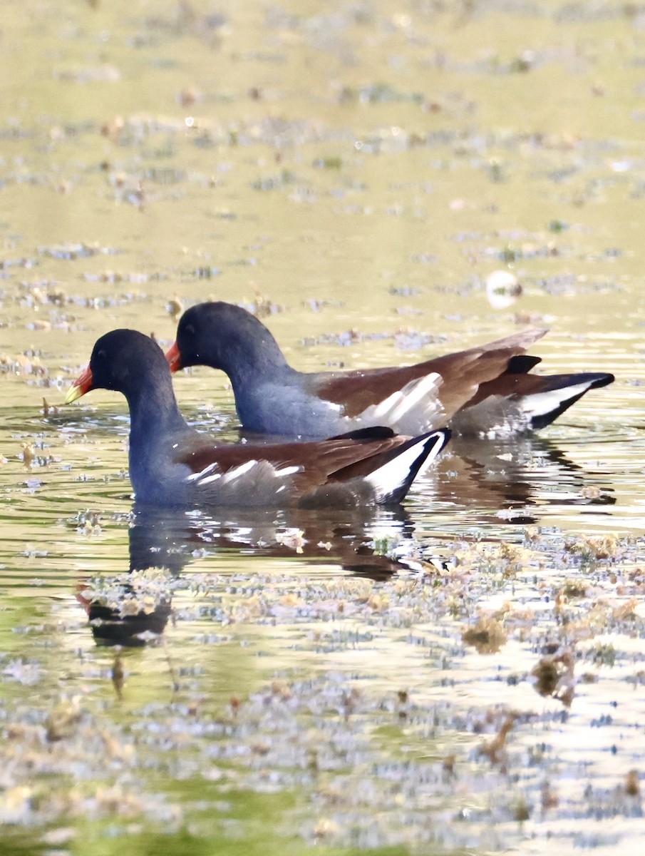 Курочка латиноамериканська - ML647099891