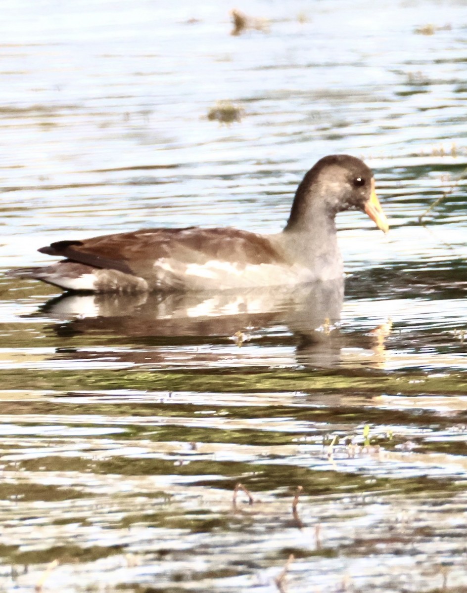 Курочка латиноамериканська - ML647099892