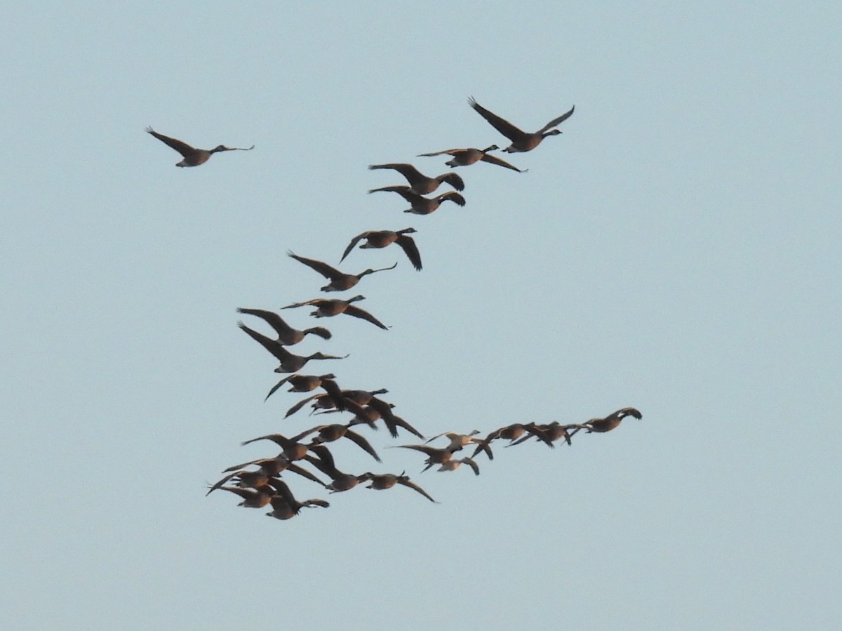 Schneegans - ML647099896