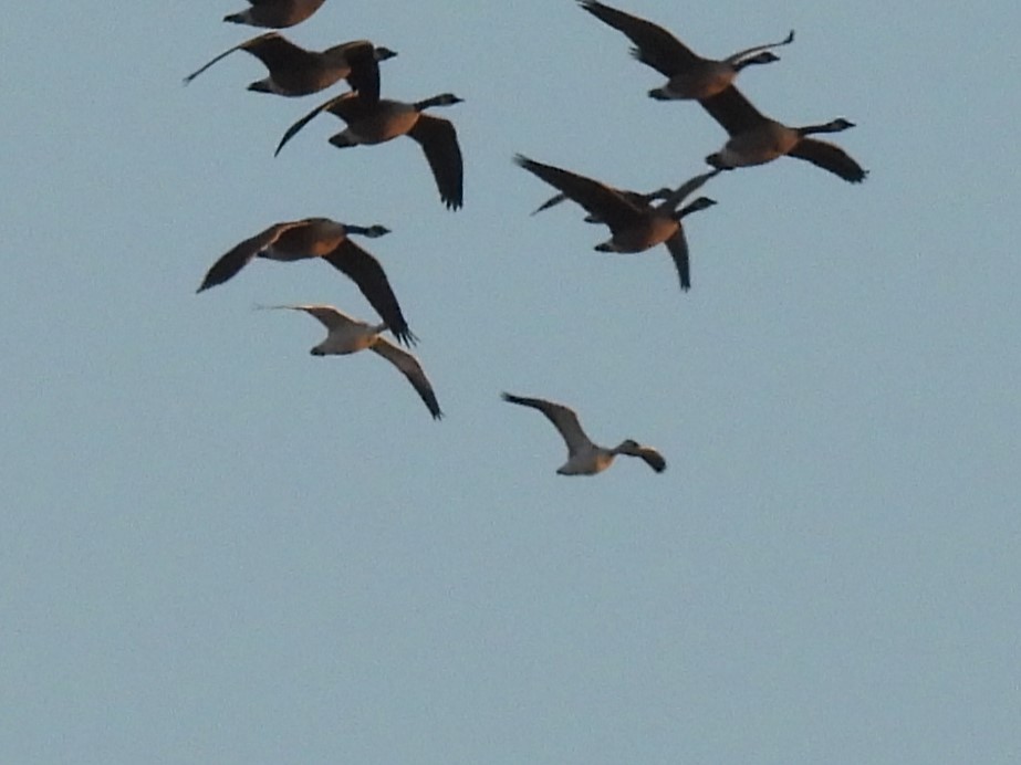 Schneegans - ML647099897