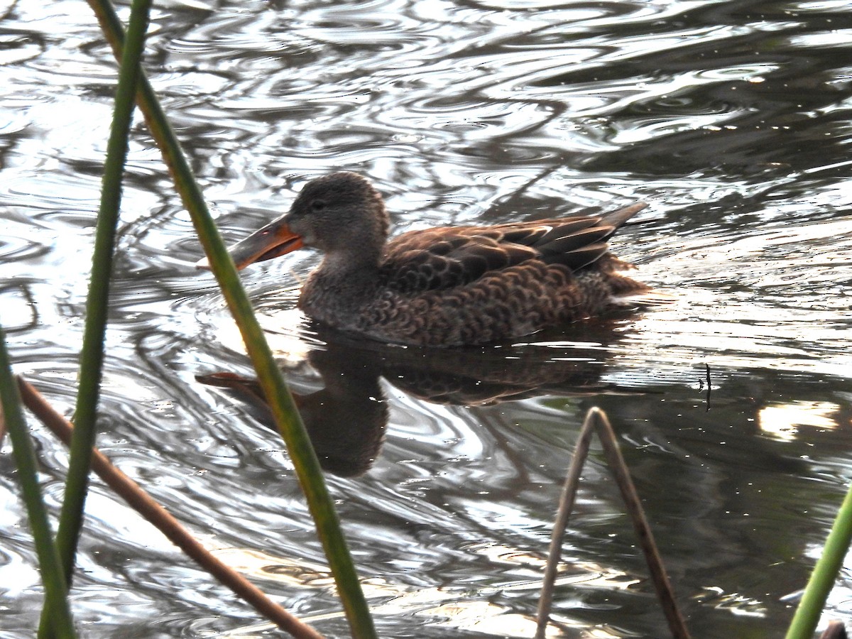 Mestolone - ML647099905