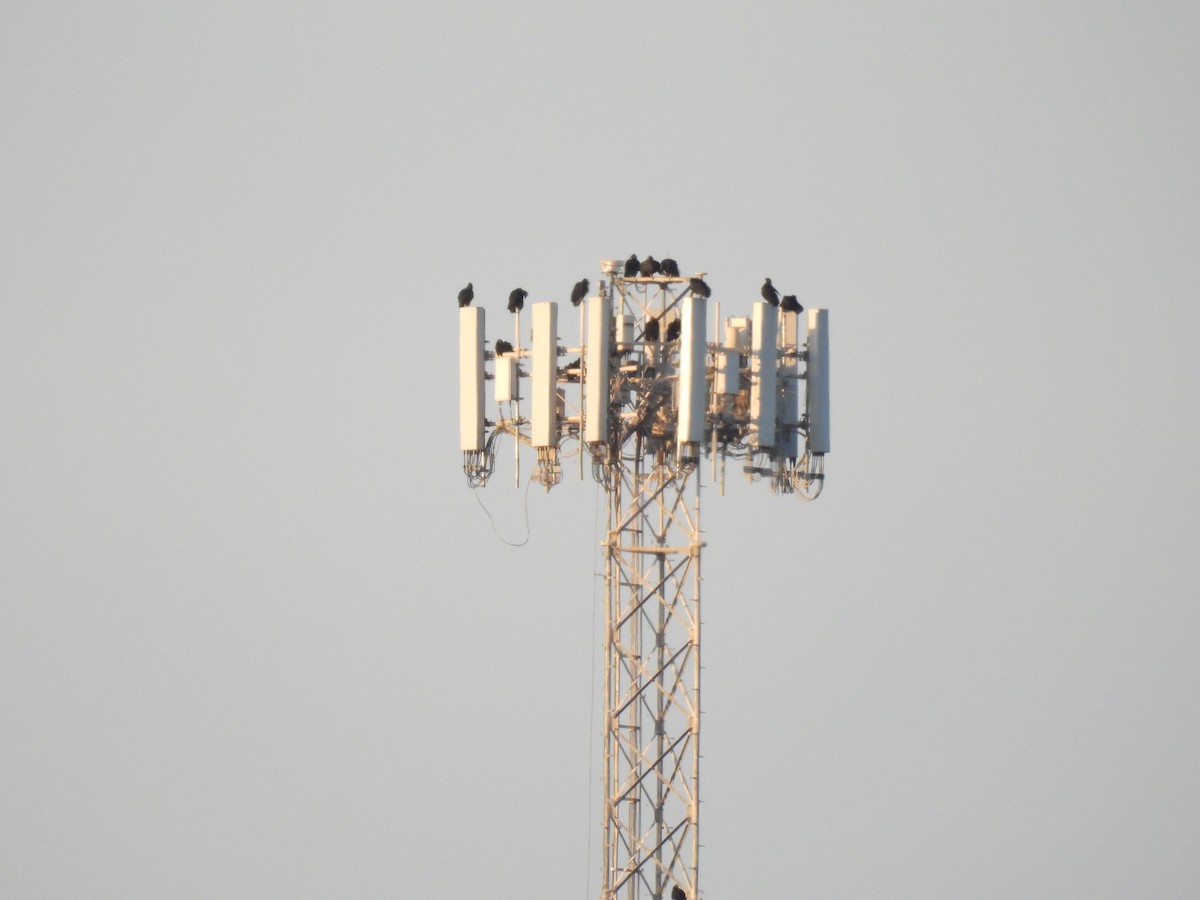 Black Vulture - ML647099910