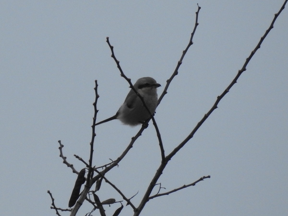 Taigaraubwürger - ML647099915