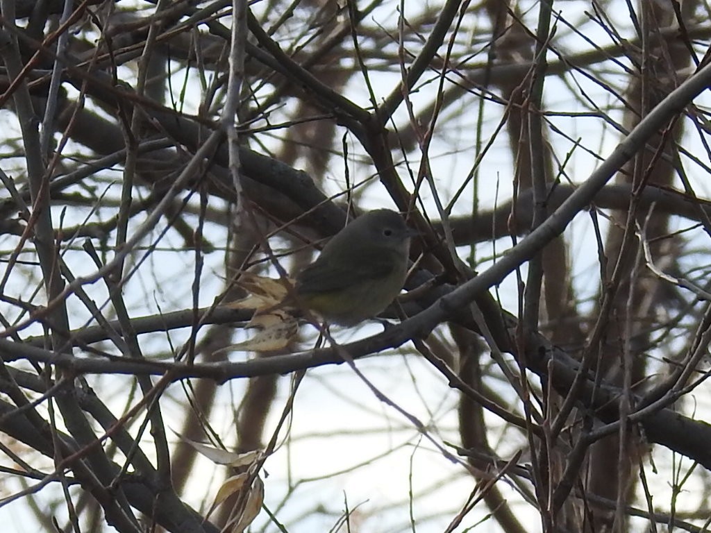 Turuncu Taçlı Ötleğen - ML647099920