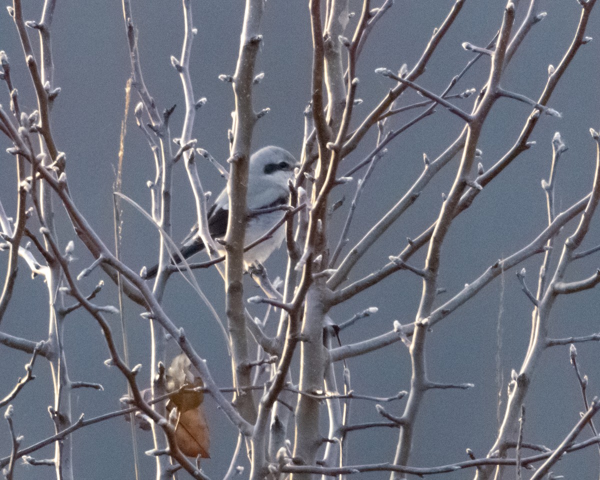 Alcaudón Boreal - ML647099924