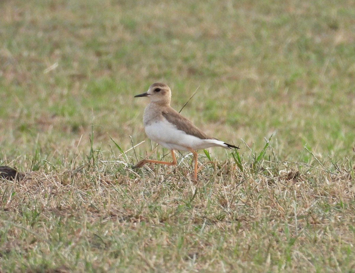 Дорнын хиазат - ML647099929