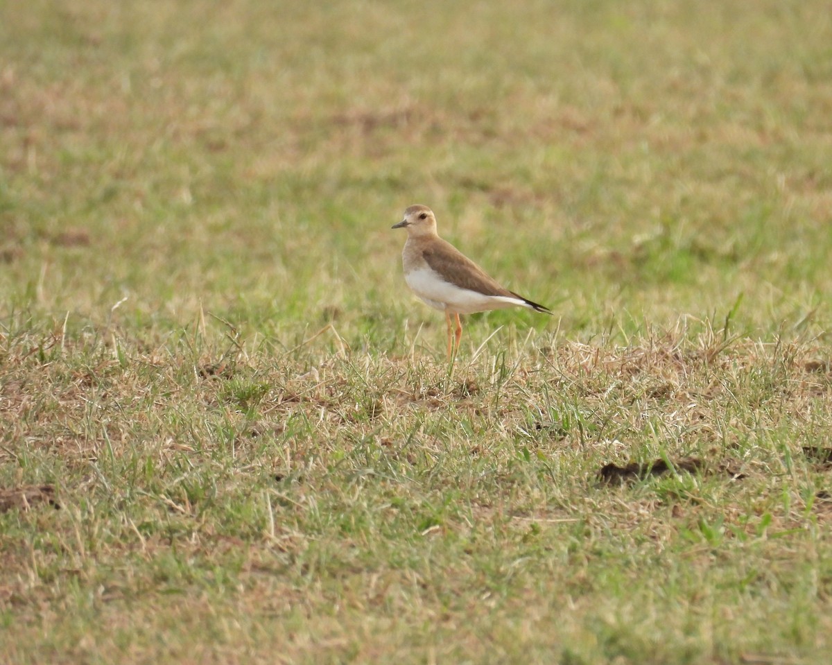 Дорнын хиазат - ML647099930