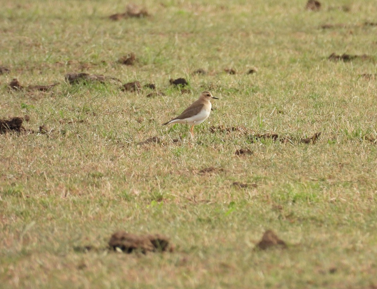 Дорнын хиазат - ML647099931