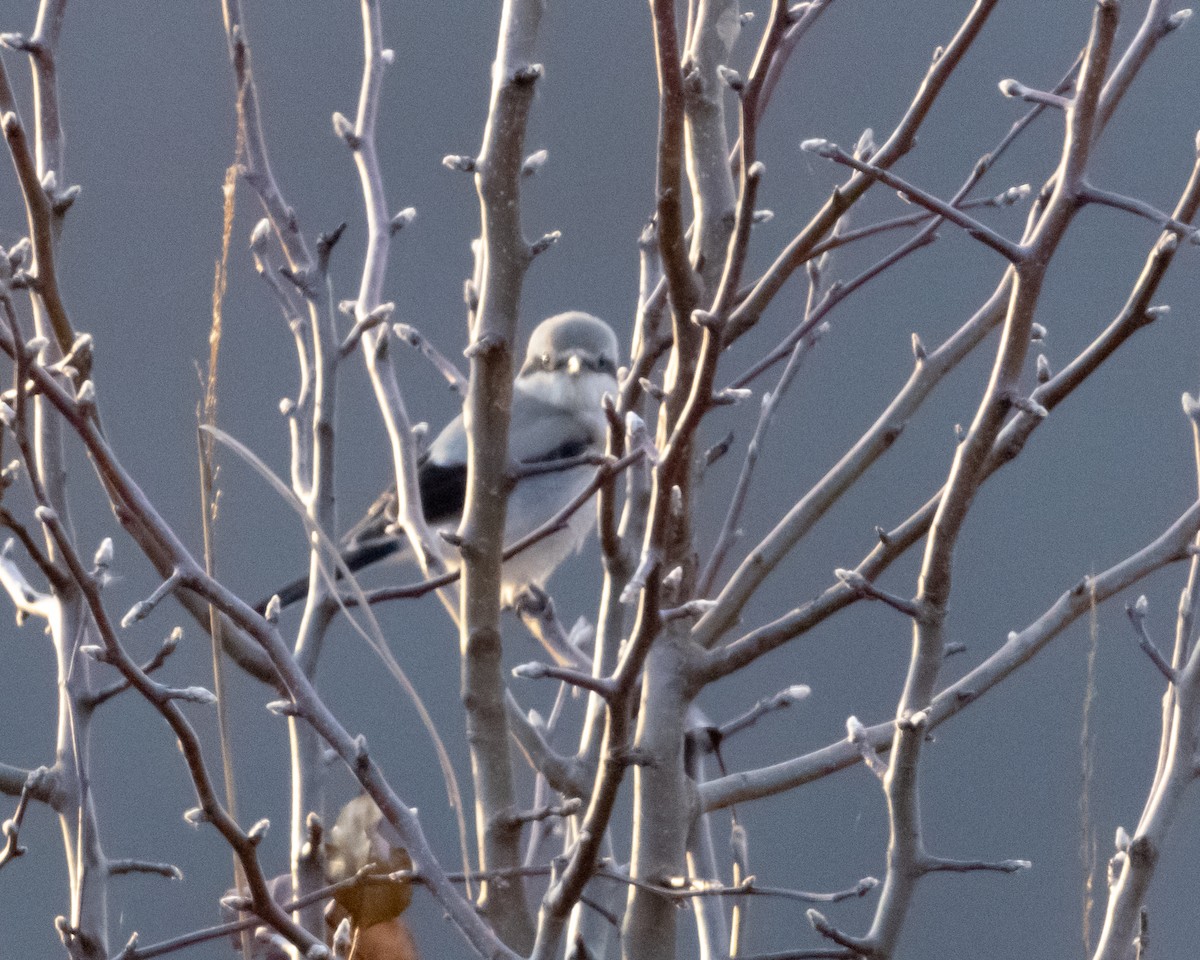 Alcaudón Boreal - ML647099932