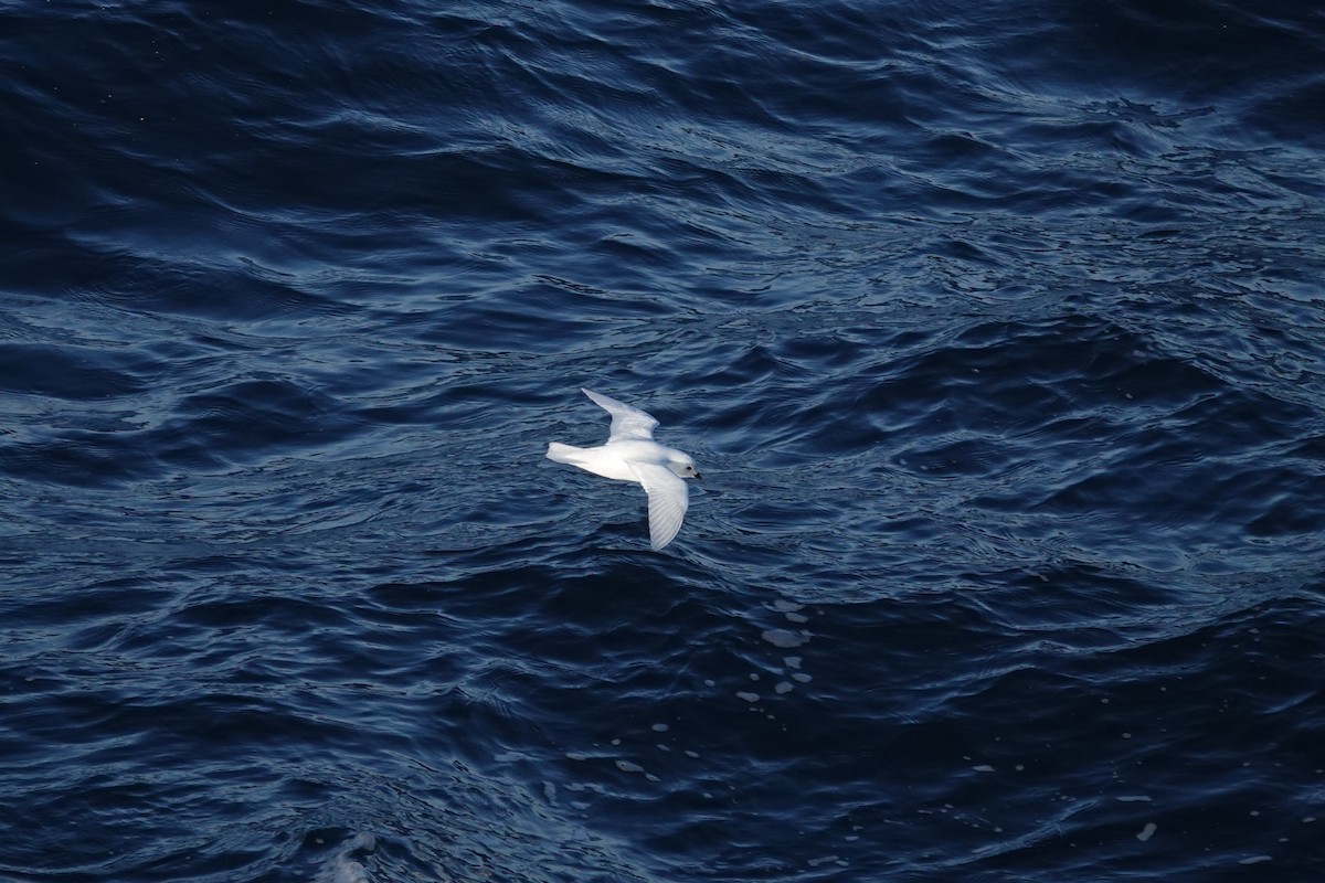 Schneesturmvogel - ML647099941