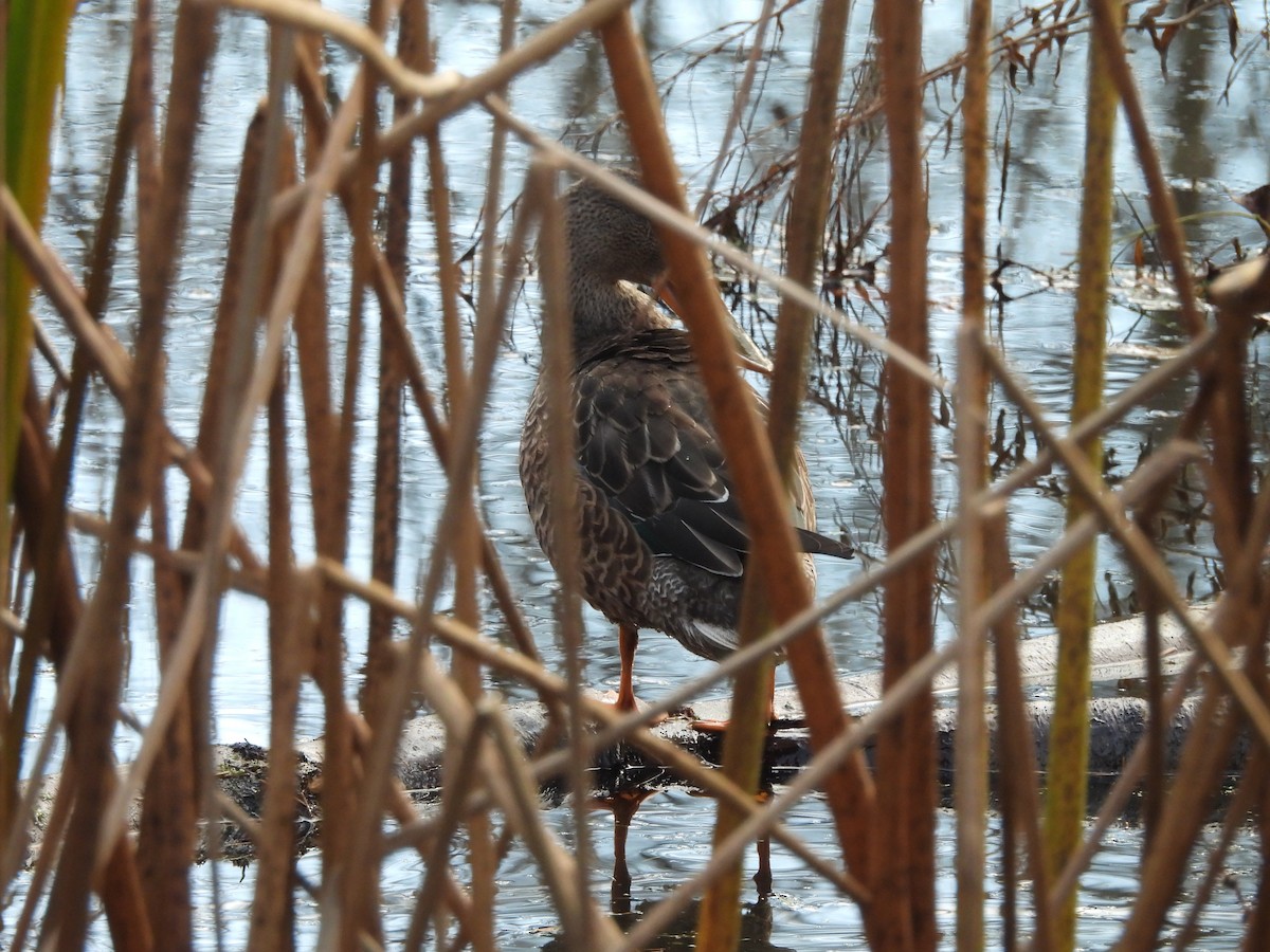 Löffelente - ML647099942