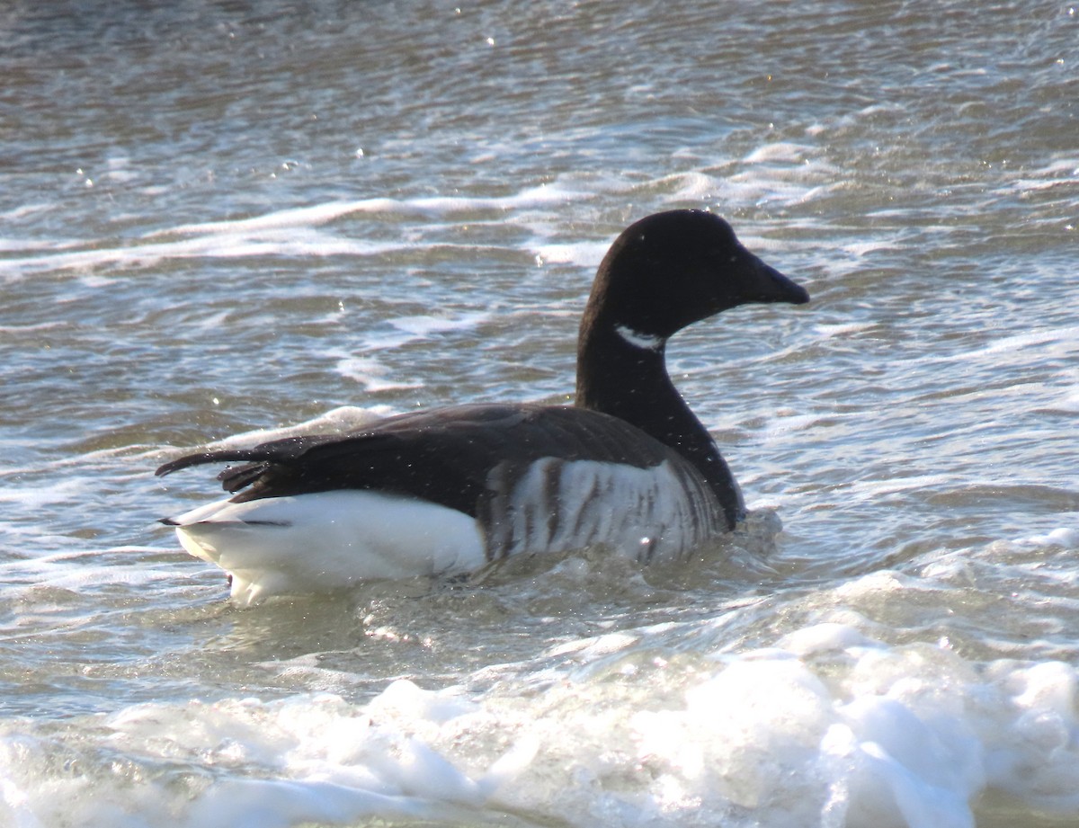 Ringelgans - ML647099944