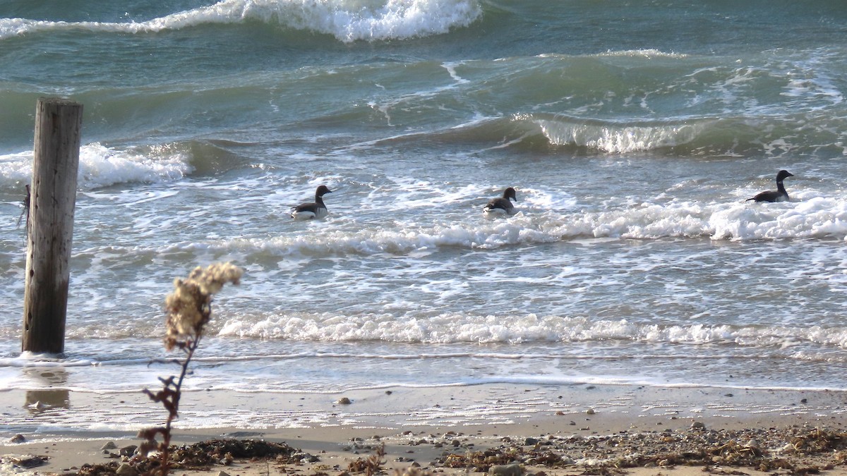 Ringelgans - ML647099945